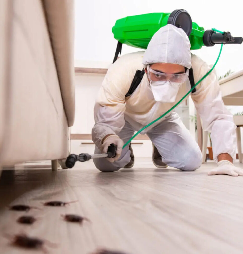 مكافحة-الحشرات-بالرياض